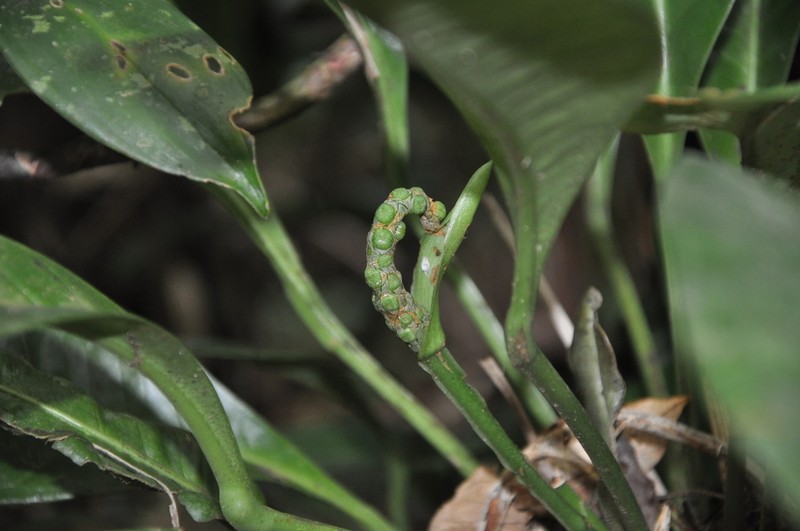 Anthurium tacarcunense photo 4