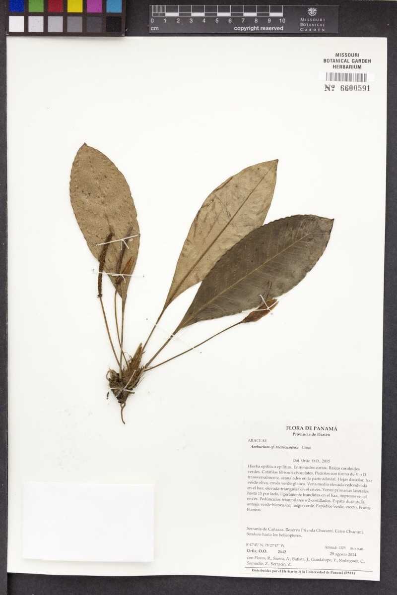 Anthurium tacarcunense photo 5
