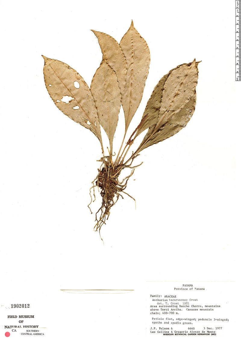 Anthurium tacarcunense photo 6