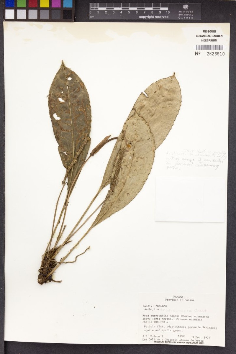 Anthurium tacarcunense photo 7