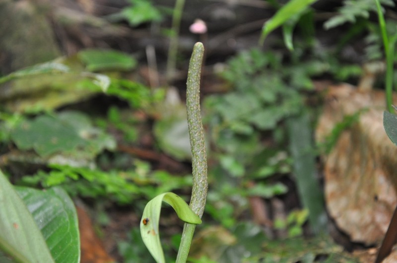 Anthurium tacarcunense photo 2