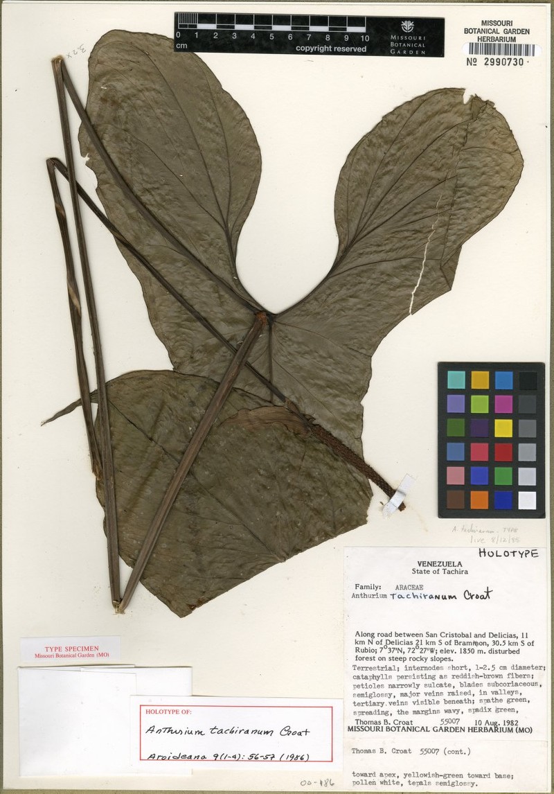 Anthurium tachiranum