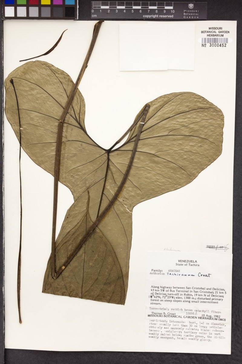 Anthurium tachiranum photo 2