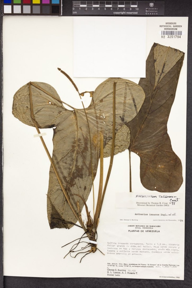 Anthurium tachiranum photo 3
