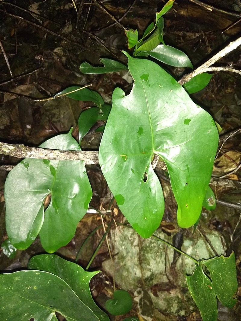 Anthurium tacotalpense photo 3