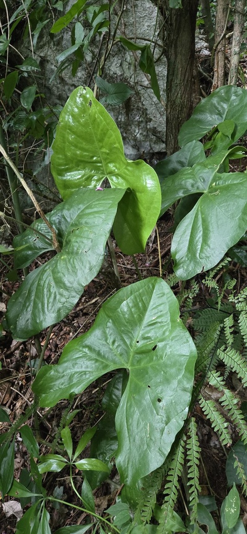 Anthurium tacotalpense