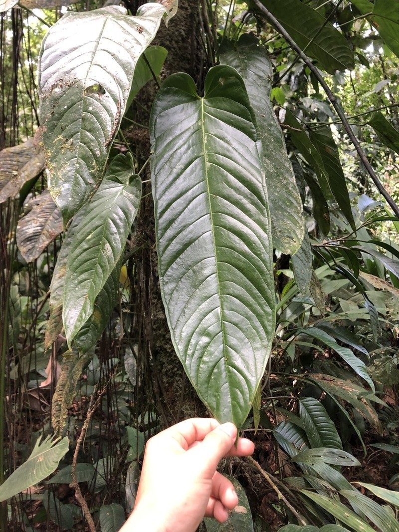 Anthurium talamancae