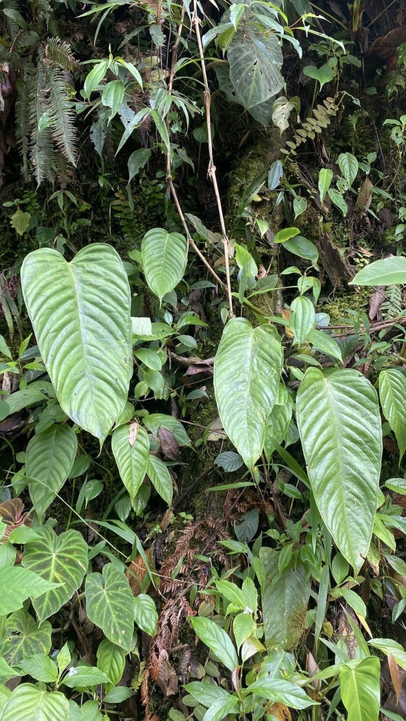 Anthurium talamancae photo 2