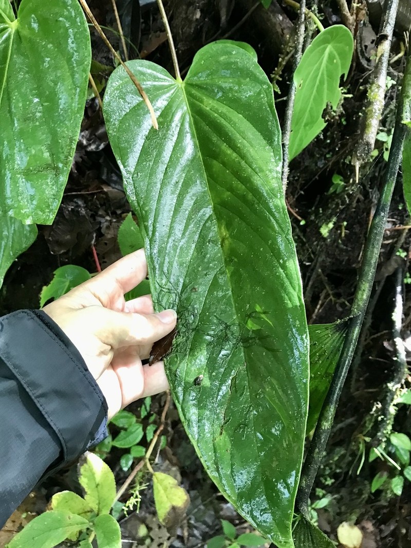 Anthurium talamancae photo 3