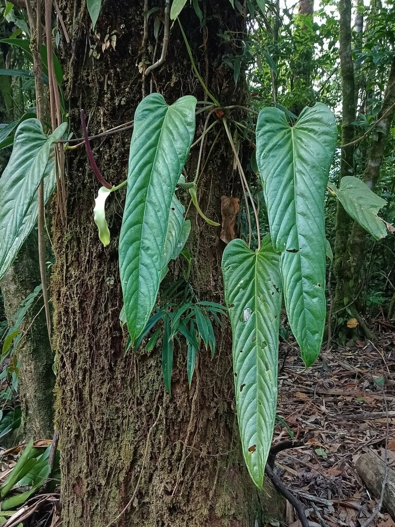 Anthurium talamancae photo 4