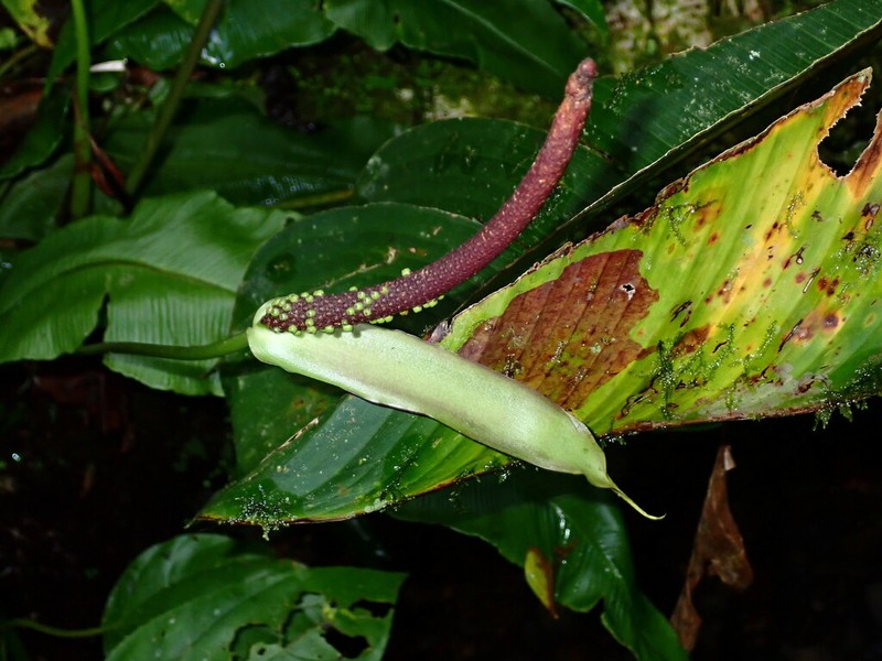 Anthurium talamancae photo 5