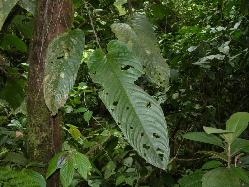 Anthurium talamancae photo 7