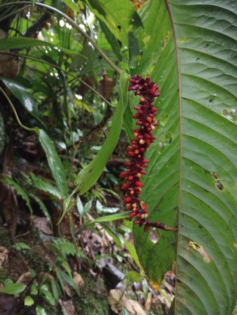 Anthurium talamancae photo 8