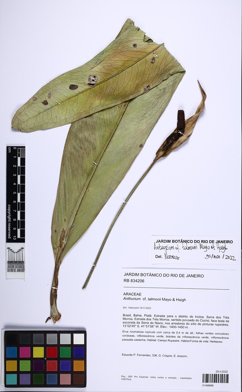 Anthurium talmonii