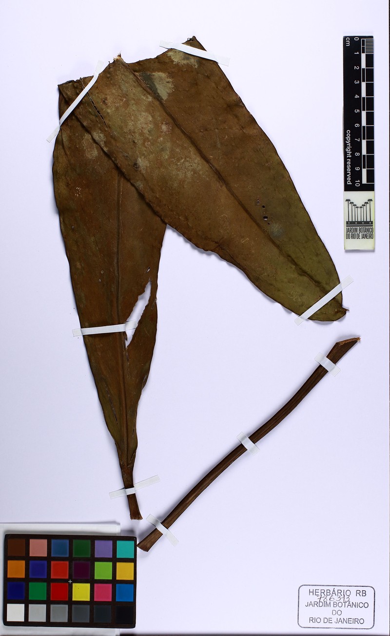 Anthurium talmonii photo 2