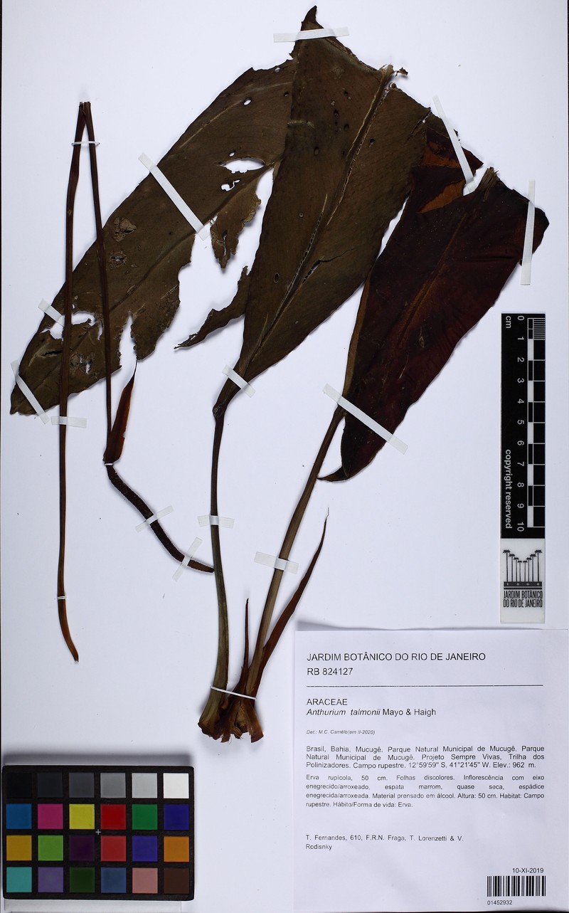 Anthurium talmonii photo 3