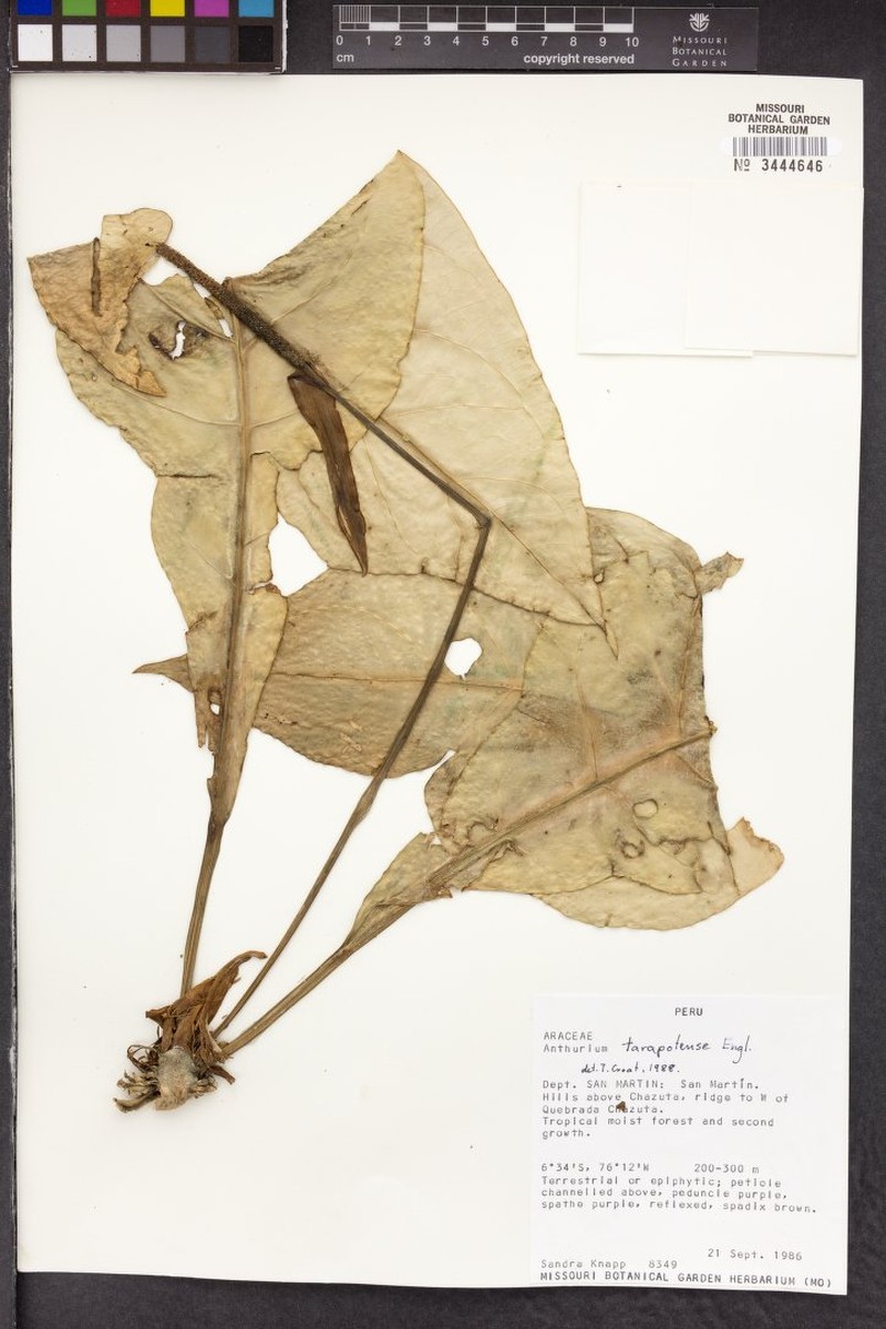 Anthurium tarapotense photo 3