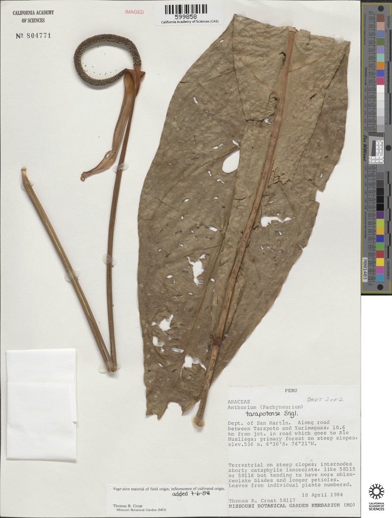Anthurium tarapotense