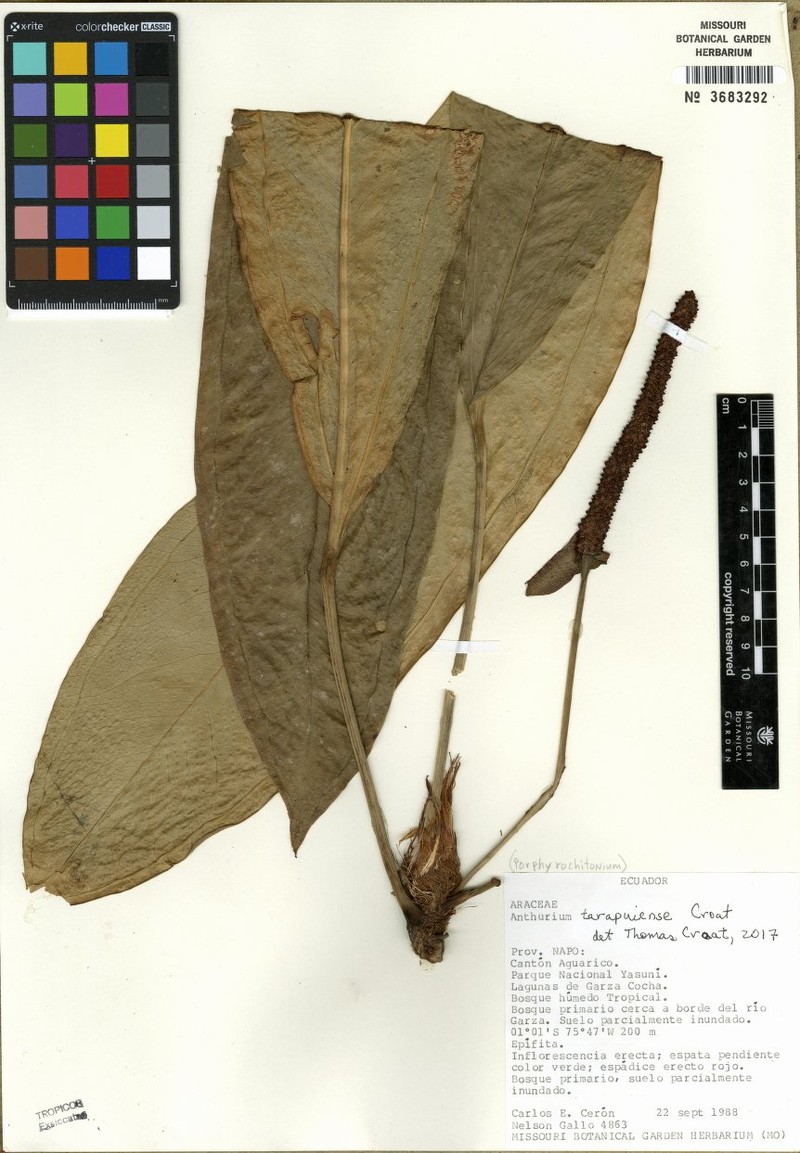 Anthurium tarapuiense