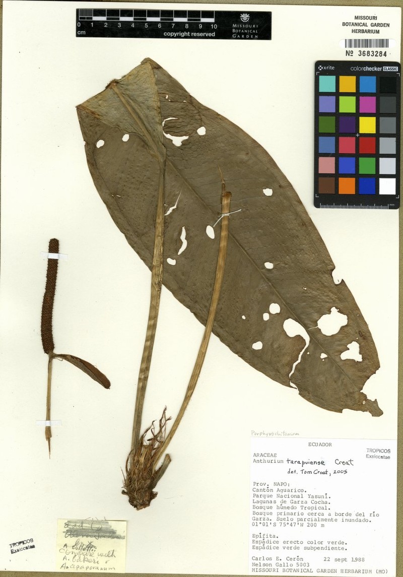 Anthurium tarapuiense photo 2