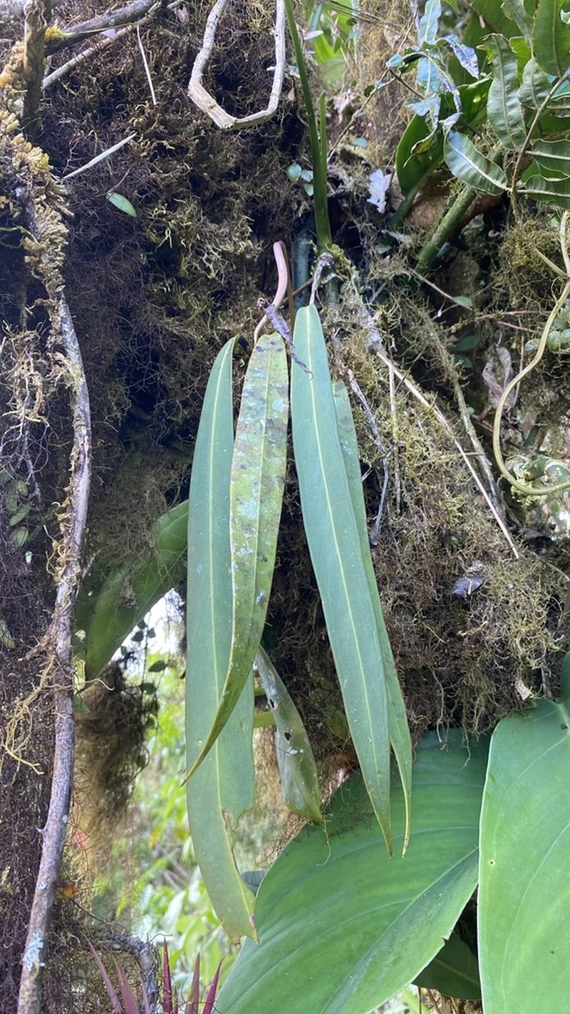 Anthurium tarrazuense