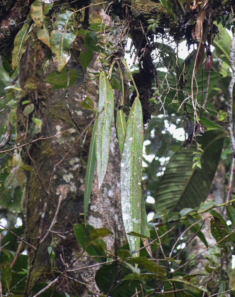 Anthurium tarrazuense photo 2