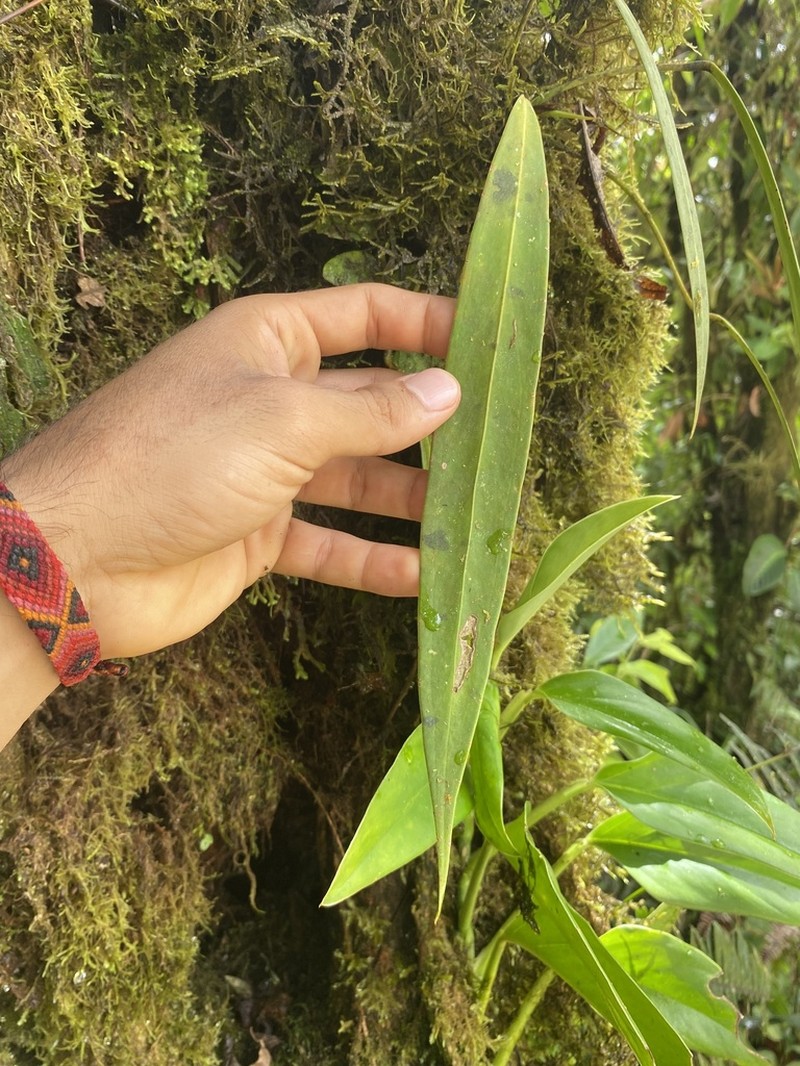 Anthurium tarrazuense photo 3