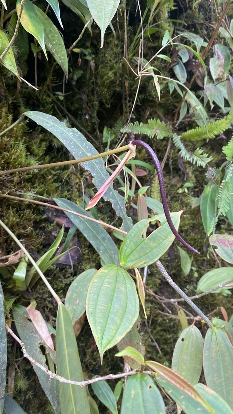 Anthurium tarrazuense photo 4