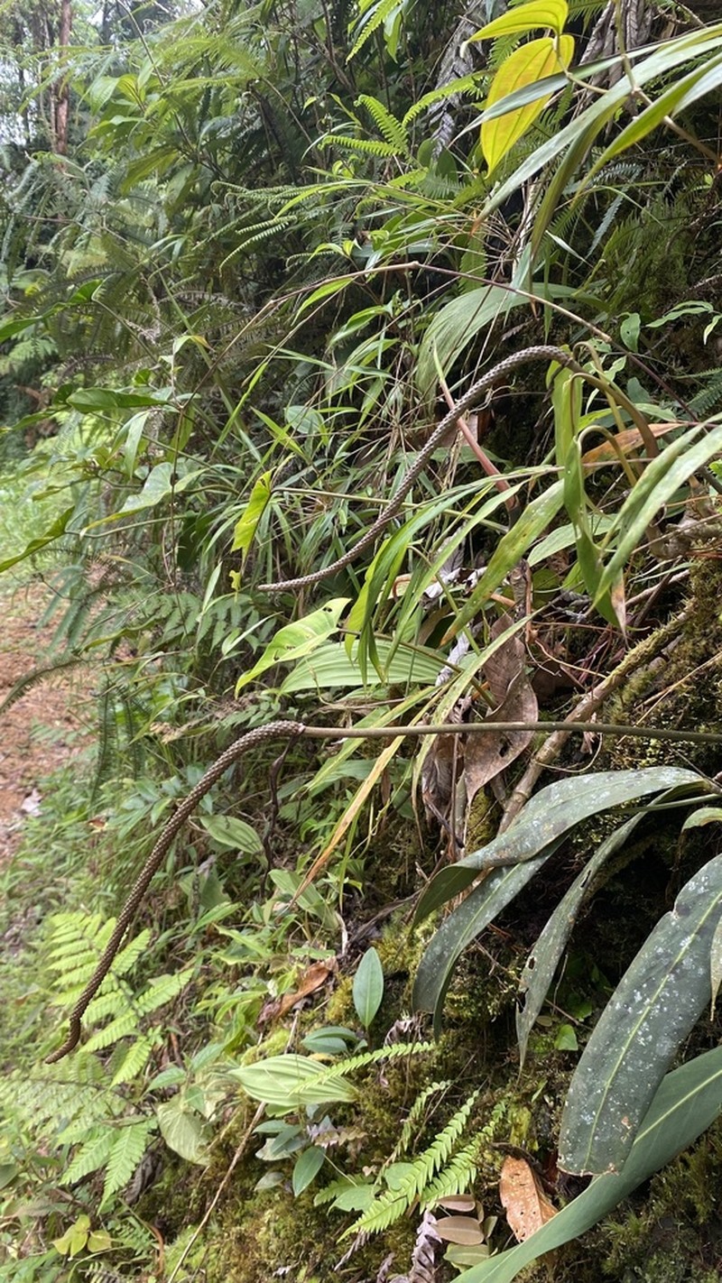 Anthurium tarrazuense photo 5