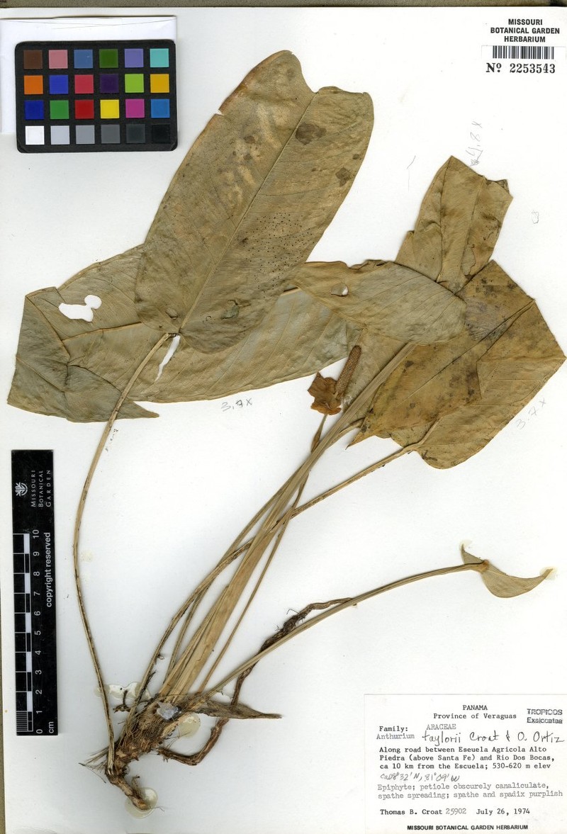 Anthurium taylorianum