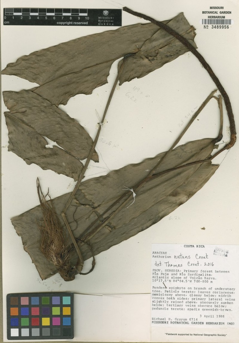 Anthurium tayuticense