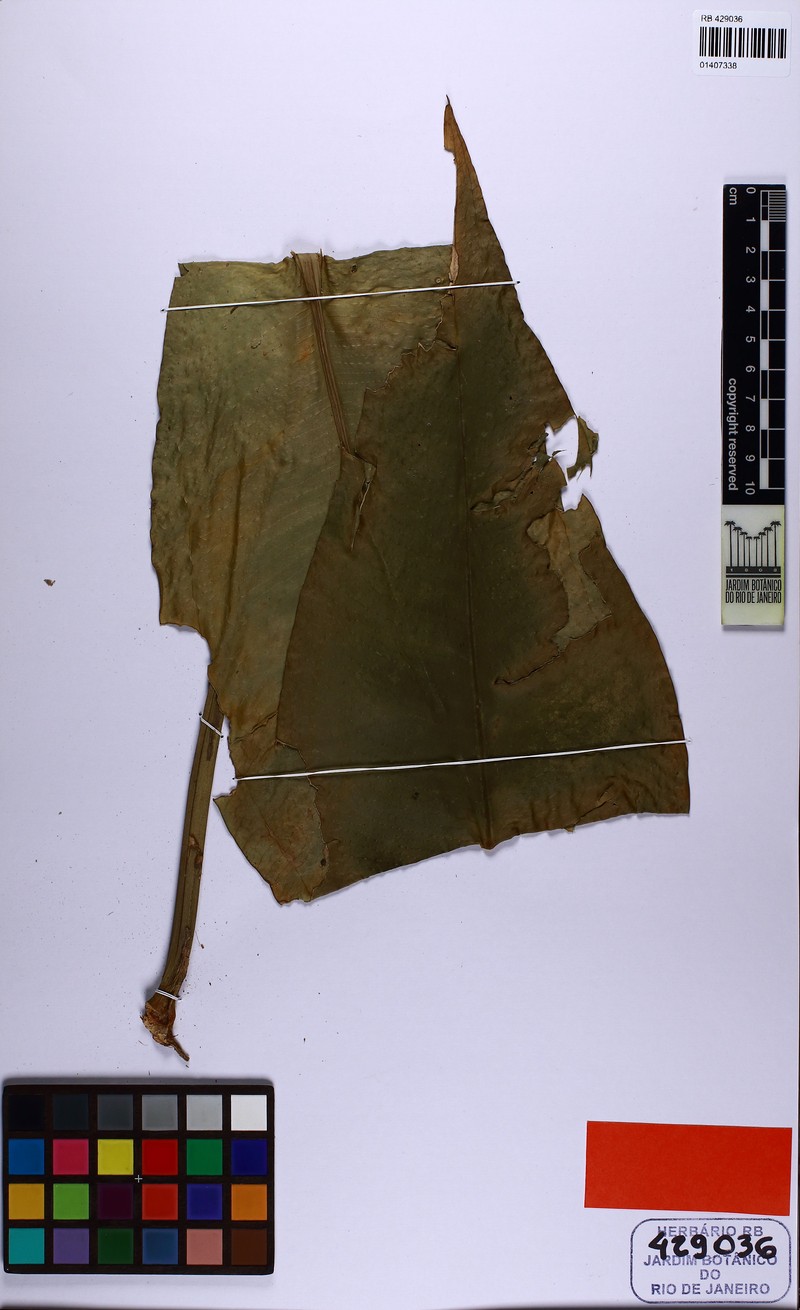 Anthurium temponiae