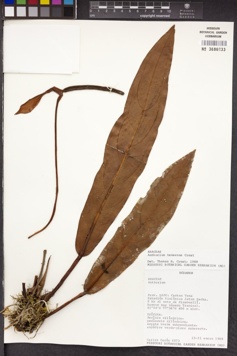 Anthurium tenaense