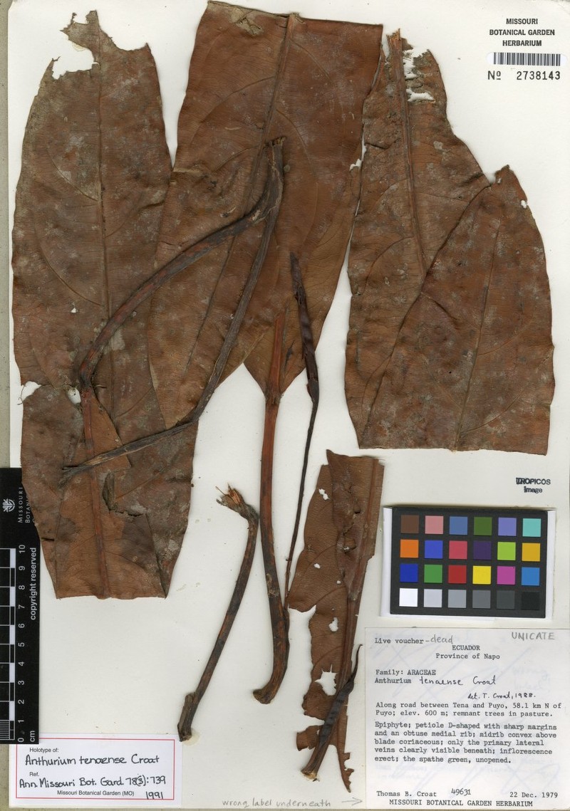 Anthurium tenaense photo 3