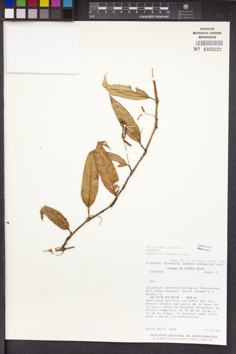 Anthurium tenerum