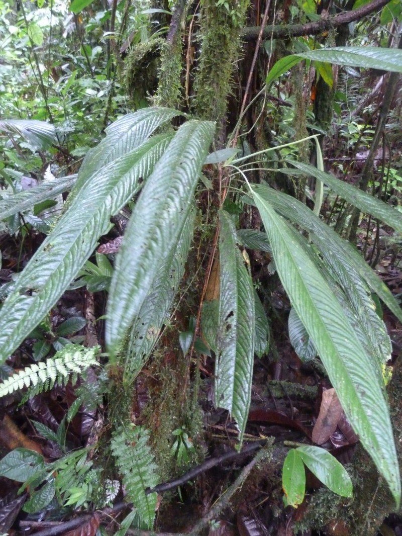 Anthurium tenuifolium