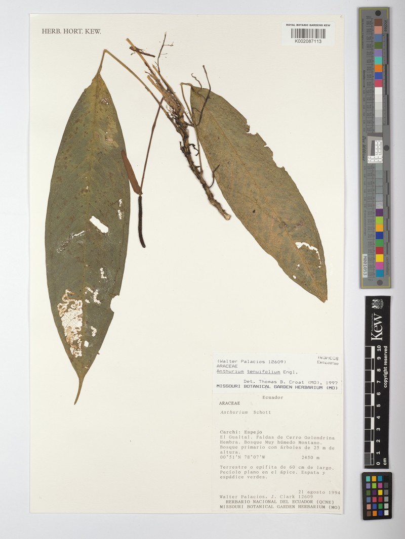 Anthurium tenuifolium photo 2