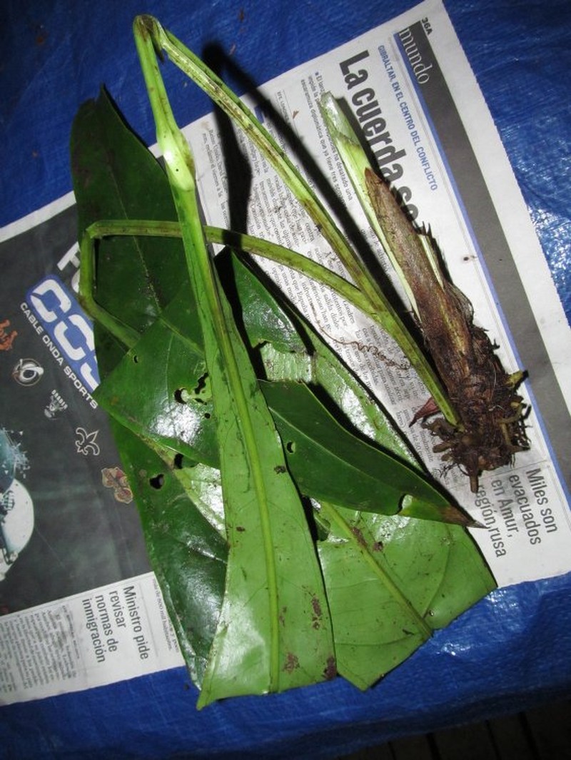 Anthurium tenuireticulum