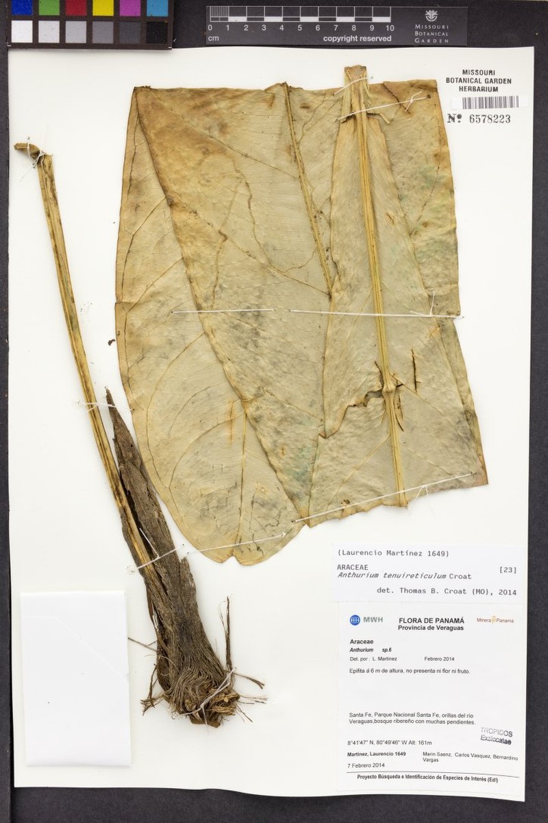 Anthurium tenuireticulum photo 2