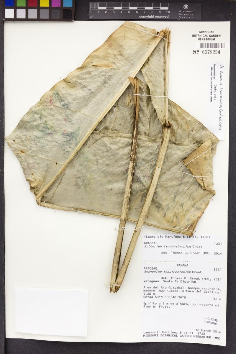 Anthurium tenuireticulum photo 3