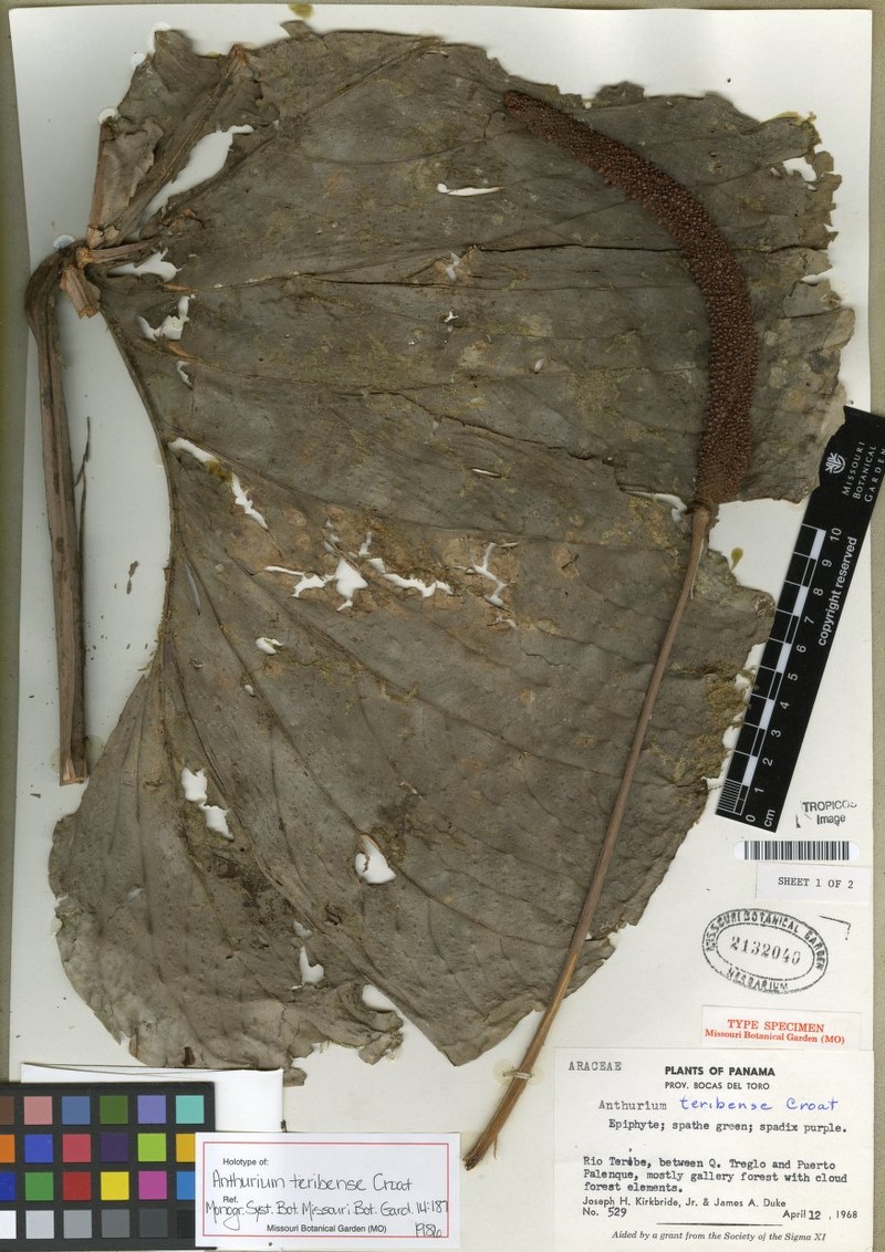 Anthurium teribense