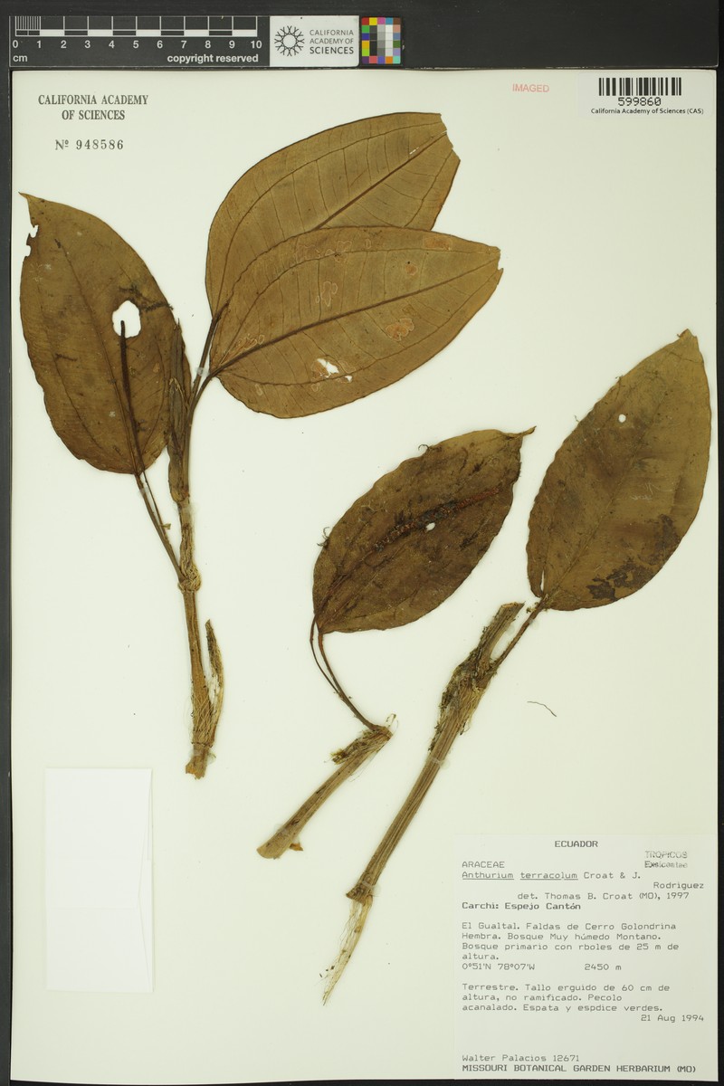Anthurium terracola