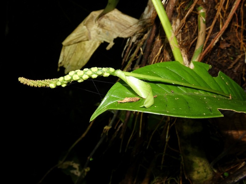Anthurium terryae photo 2