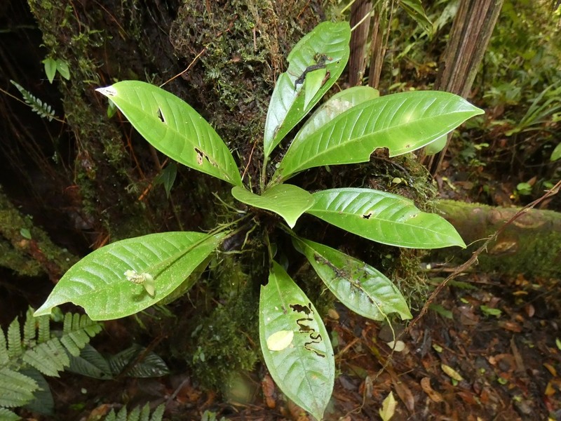 Anthurium terryae photo 3