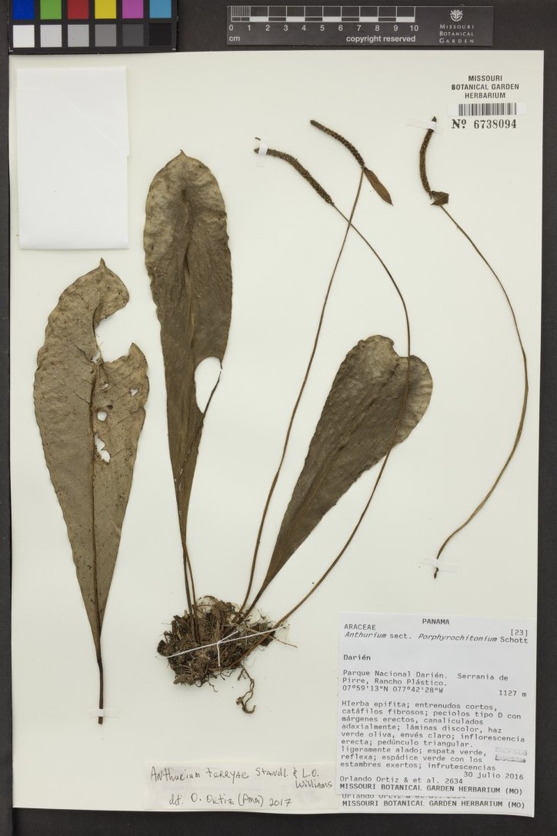 Anthurium terryae photo 6