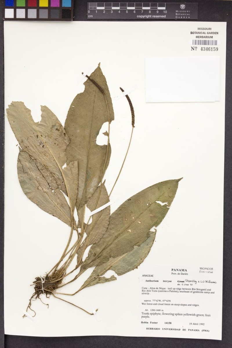 Anthurium terryae photo 7