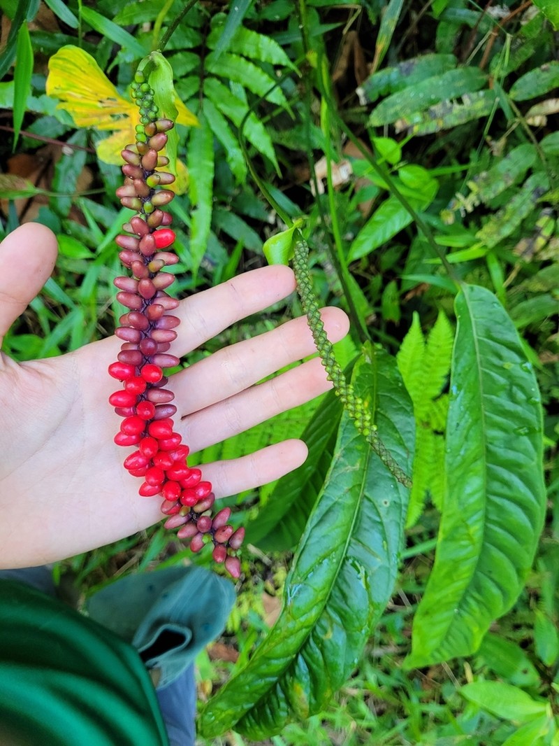 Anthurium testaceum