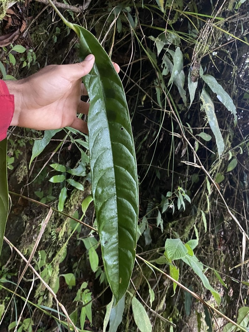 Anthurium testaceum photo 2