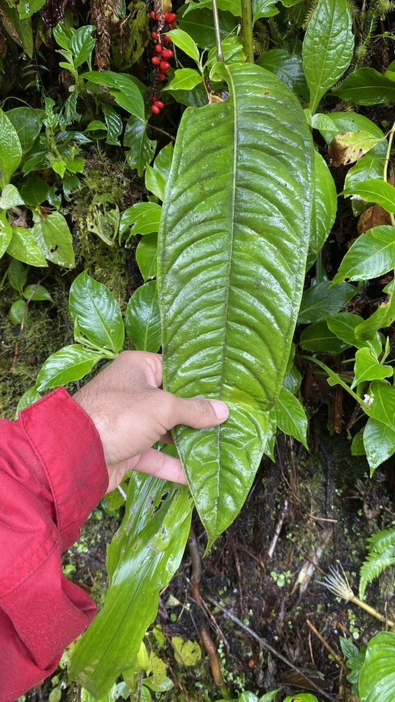 Anthurium testaceum photo 3