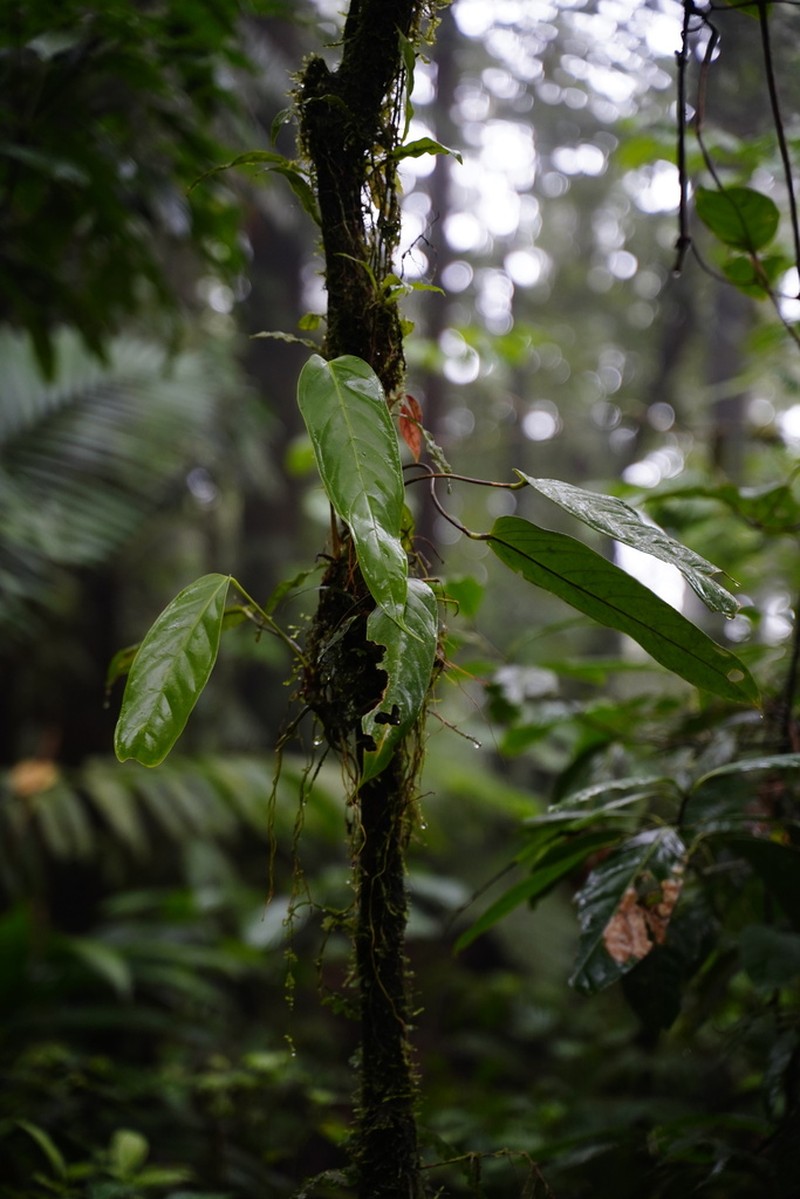Anthurium testaceum photo 4